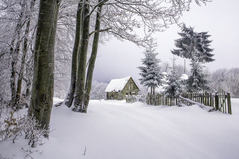 winter,snow,house,trees,frozen,fence, Feel the silencephoto preview