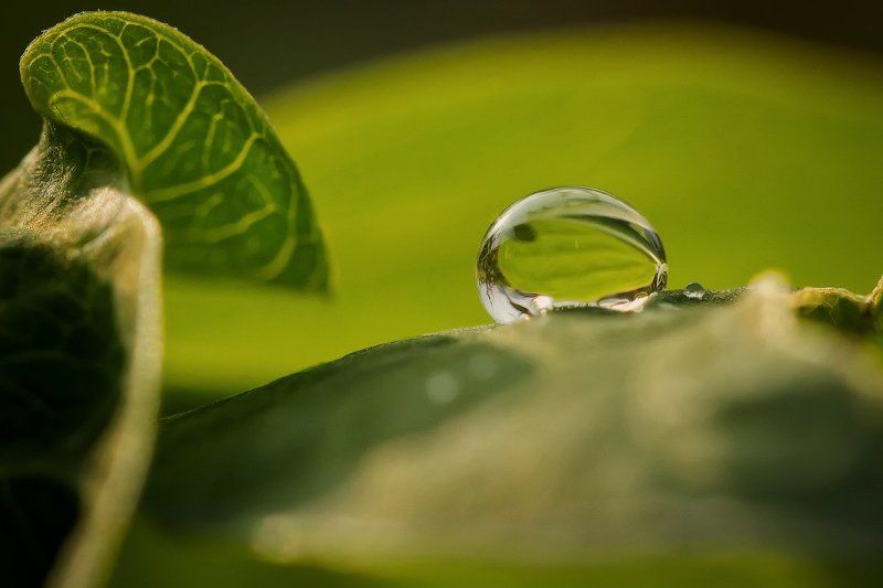 капли,макро photo preview