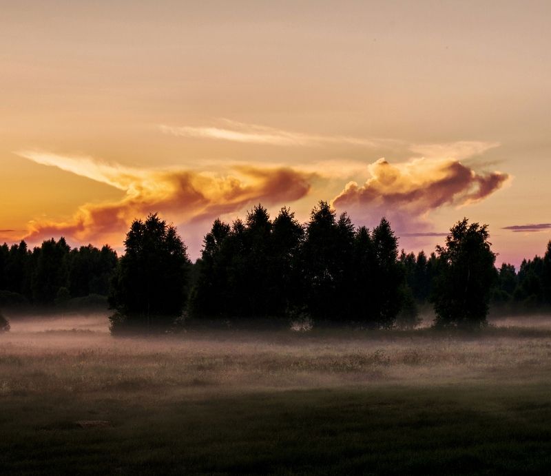 Fog, nature, wolf, landscape, evening, tree, summer Fog Wolf*photo preview
