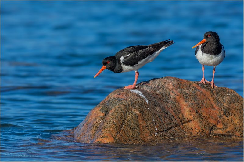 птицы, природа, haematopus ostralegus, кулик-сорока, лето, июль, 2016, мурманская область, п. рыбачий Кулик-сорокиphoto preview