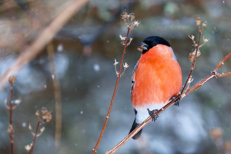 Зимняяphoto preview