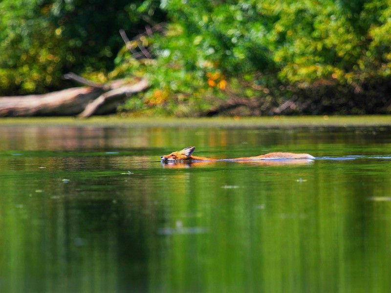 животные, лиса В полуденный знойphoto preview