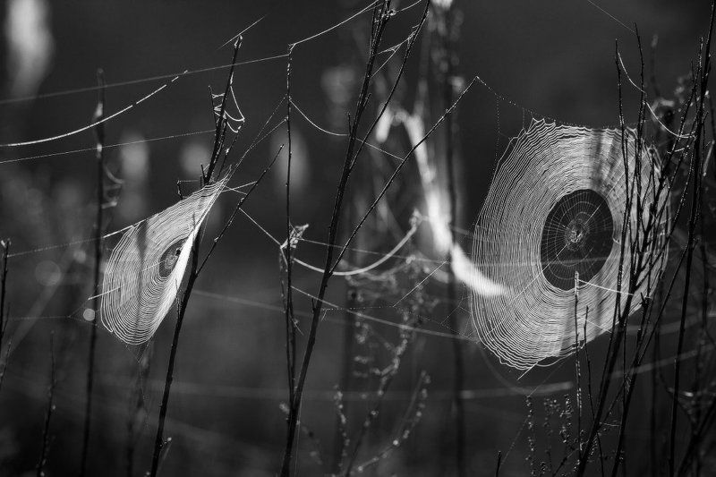 паутина,паук Паучья обсерваторияphoto preview