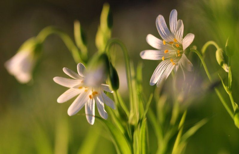 Весна..photo preview