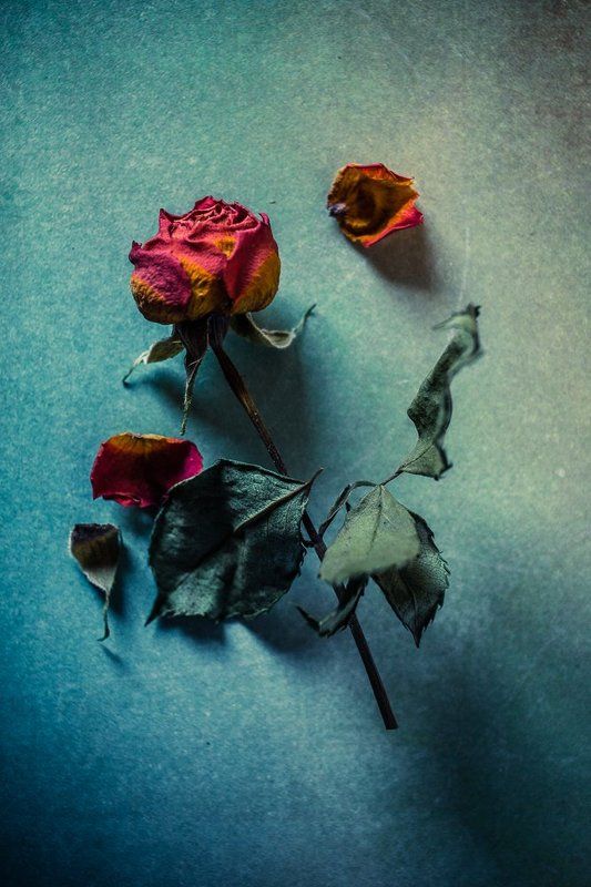 #still life #rose #old #texture timephoto preview