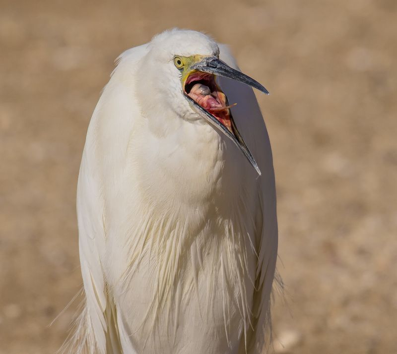 крикphoto preview