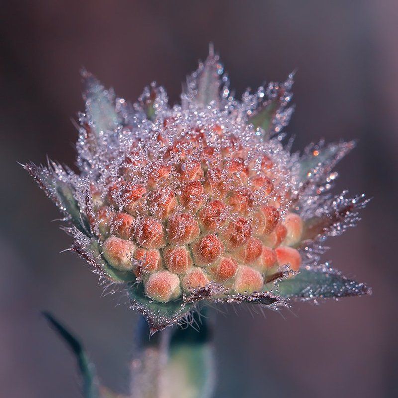 роса, природа, макро, утро В серебре росыphoto preview