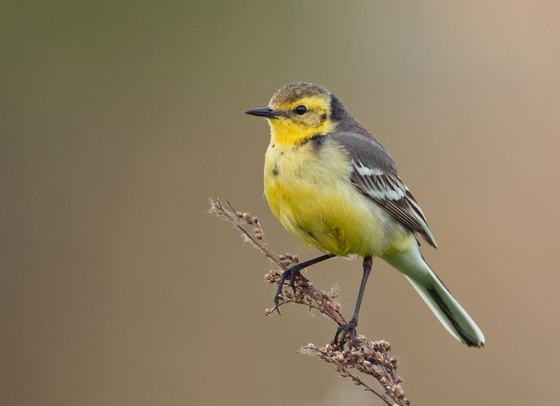 Желтая трясогузкаphoto preview