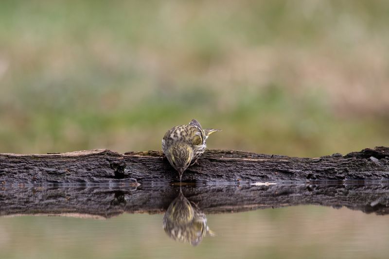 Отражениеphoto preview