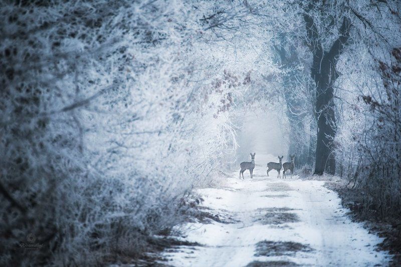 Meetingphoto preview
