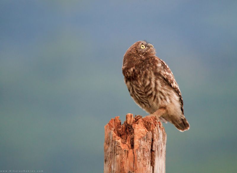 little, owl, bird, animals, wildlife, nature, bulgaria, Little owlphoto preview