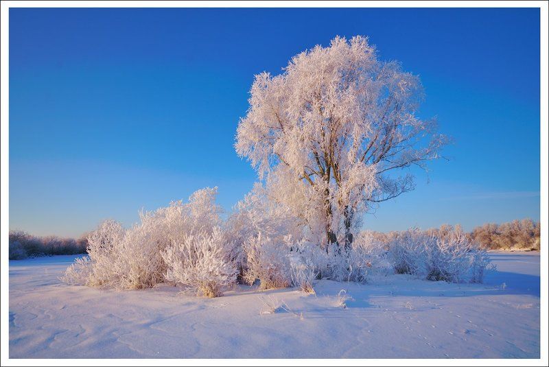 утро зима иней мороз Утренний иней.photo preview