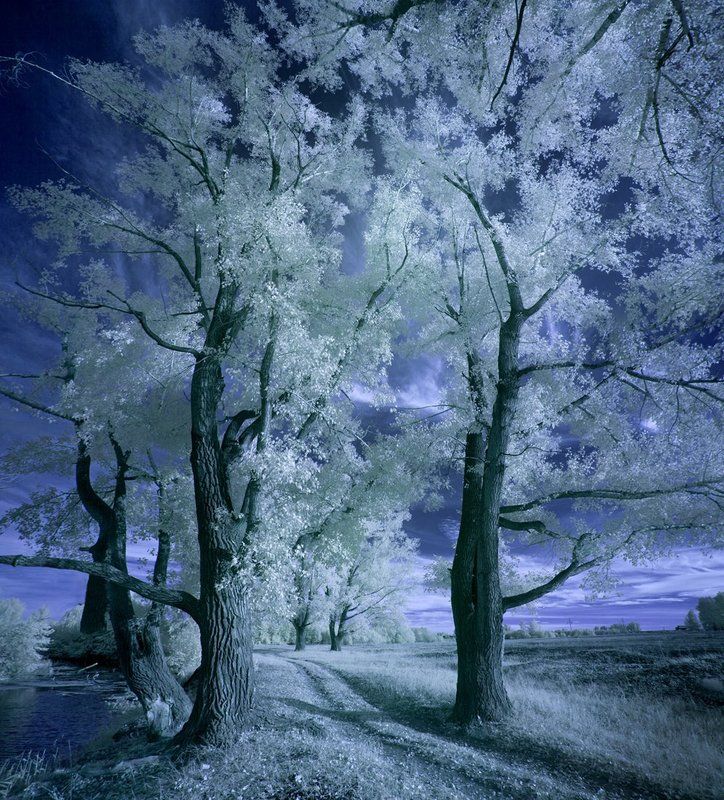 ir, infrared, tree,landscape.инфракрасный,мечта, сновидение,пейзаж,фильтр, Dream.photo preview