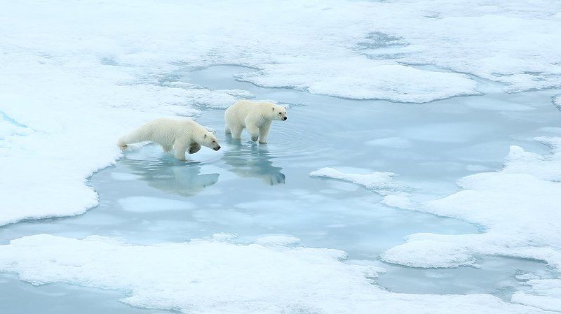 фотографандреевандрей, северныйполюс, northpole, арктика, arctic, ice, снег, лёд, круиз, expiditions, travel, белыймедведь, медведь, polarbear, животное, natgeowild photo preview