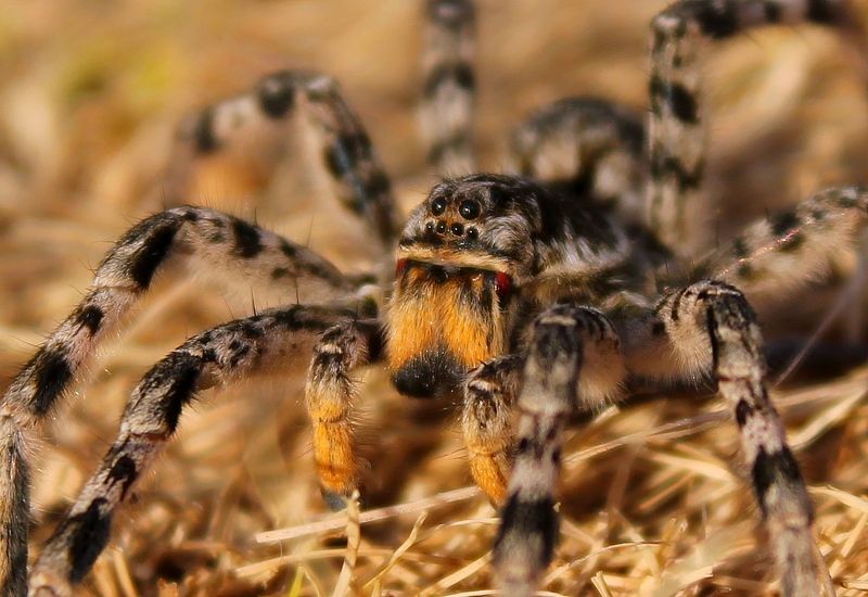 Южнорусский тарантул.photo preview