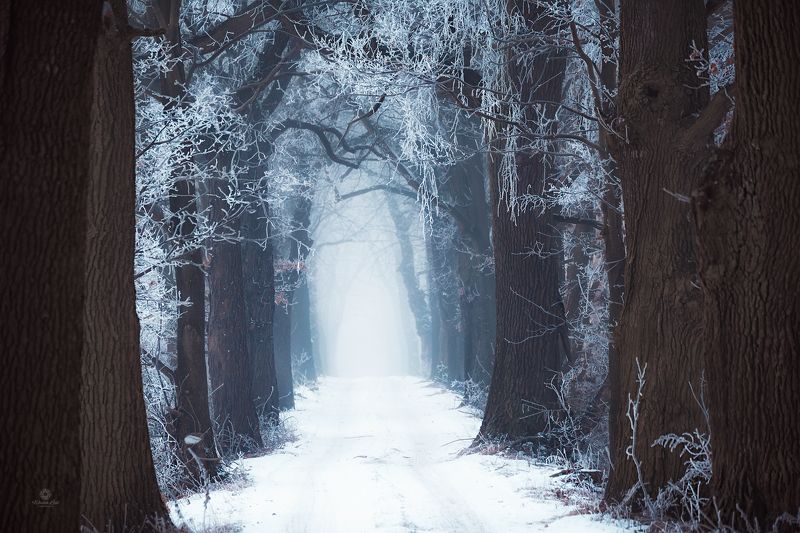 Winter invites youphoto preview