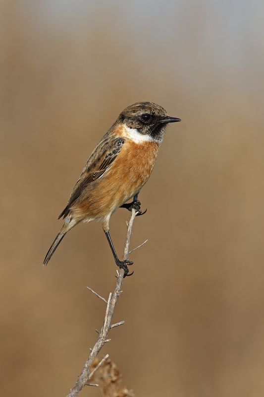 Saltimpalophoto preview