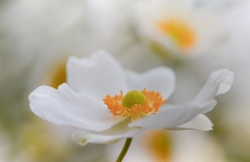 Все прелести Анемонаphoto preview