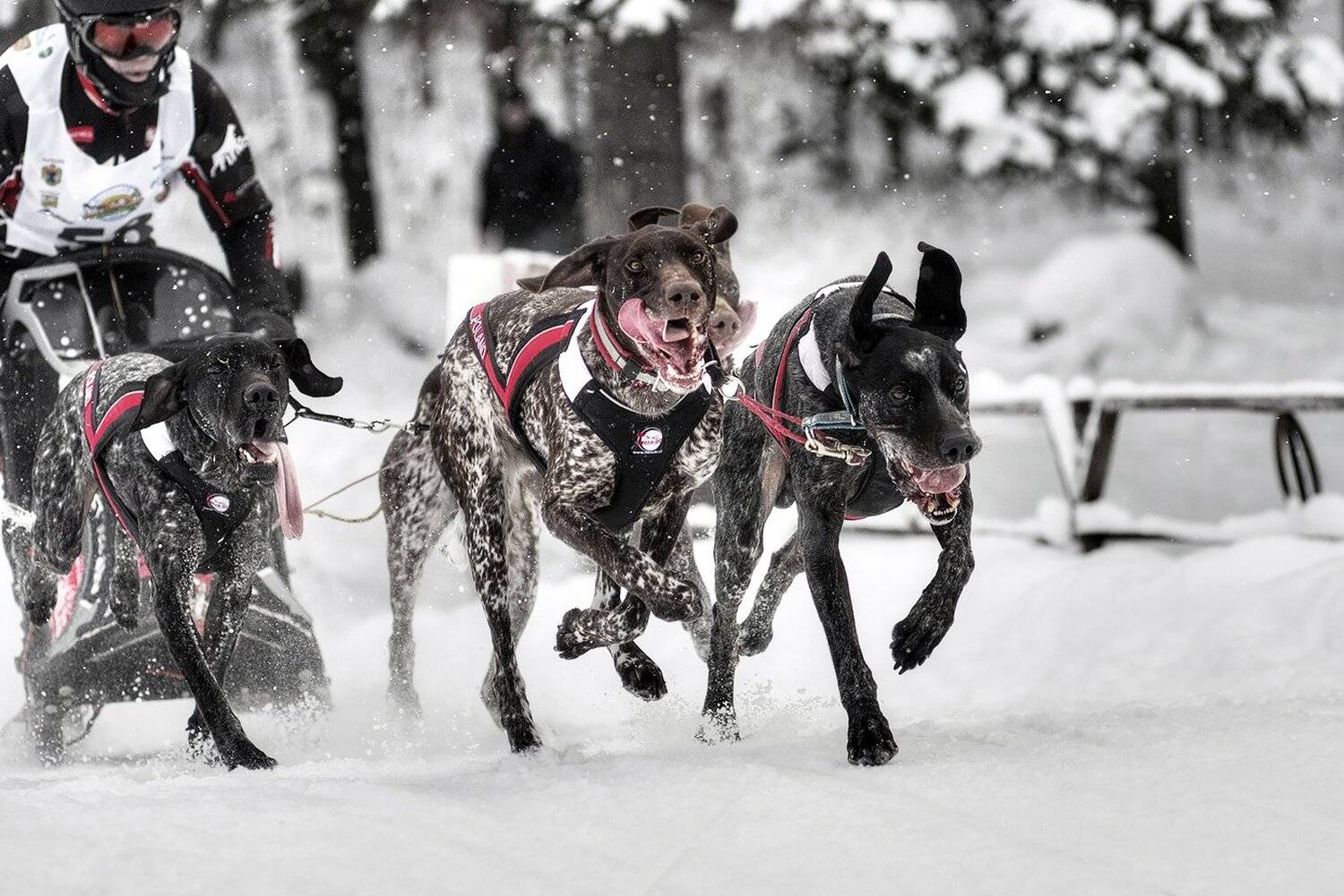 собачья упряжка, Виктор