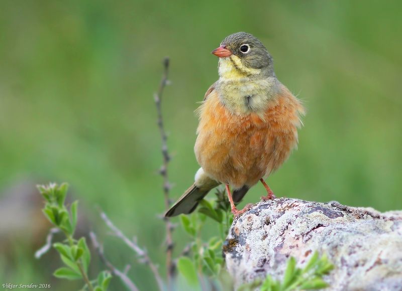 Садовая овсянка.(лат. Emberiza hortulana)photo preview