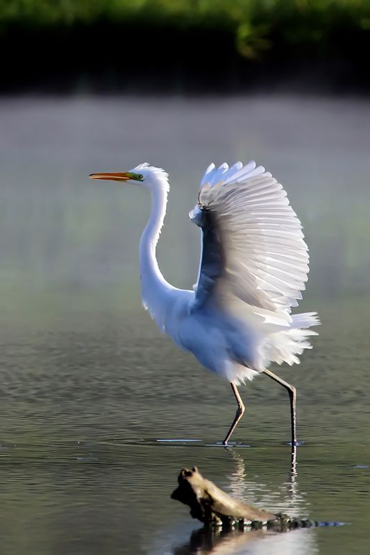 Большая белая цапля Egretta alba (Linnaeus, 1758)photo preview