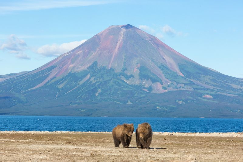 Медведь, Камчатка Настоящая Камчаткаphoto preview