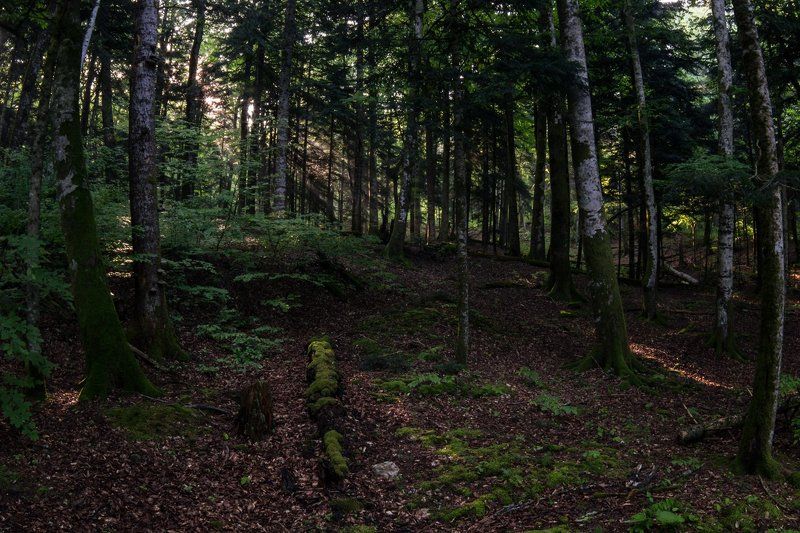 Утро в лесуphoto preview