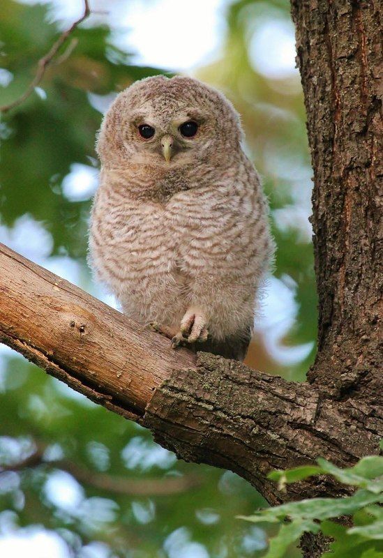 природа, птицы, совы, неясыть Неясытёнокphoto preview