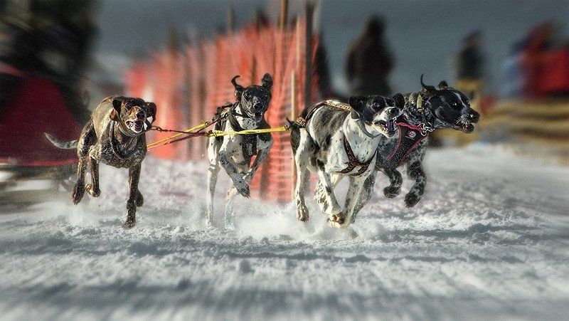 Быстрее ветраphoto preview