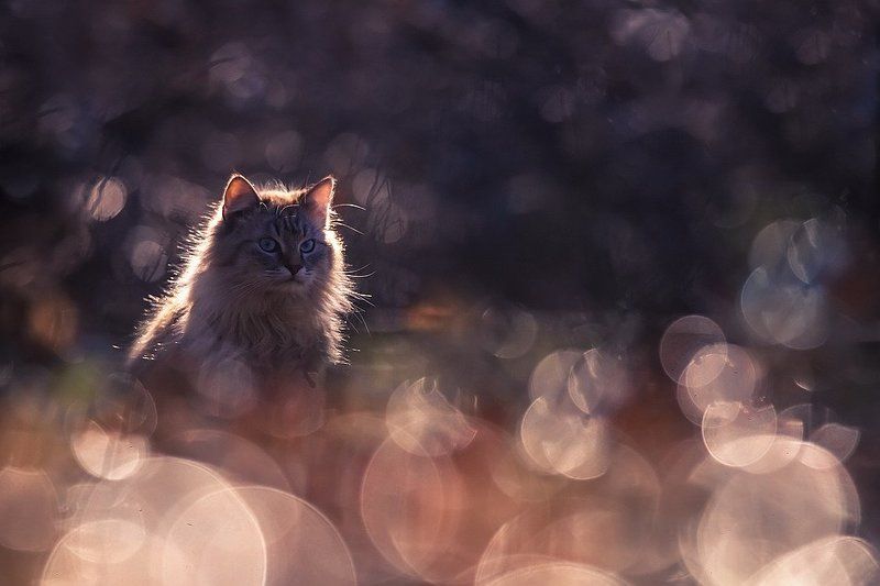 В анфас и профильphoto preview