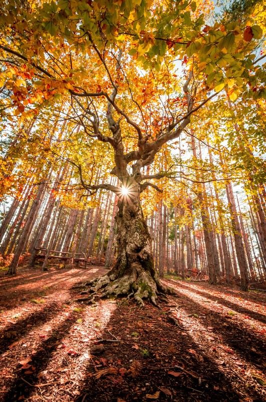 forest,tree,nature,autumn,sun,sunstar King of the forestphoto preview