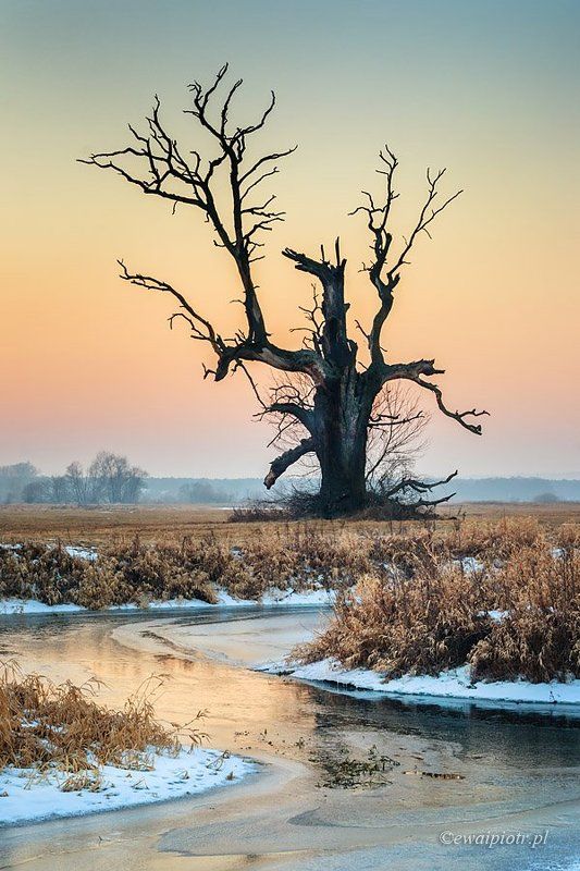 Winter Dragonphoto preview