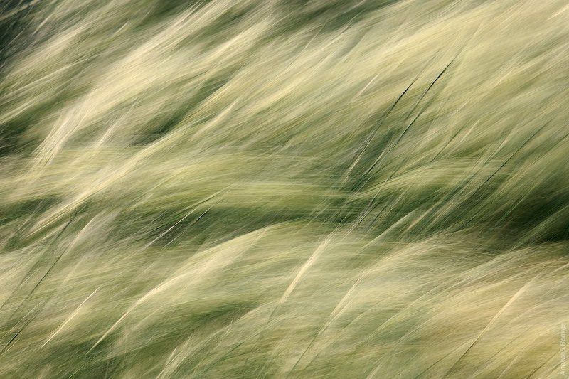 ковыль, абстракция  Море зелениphoto preview
