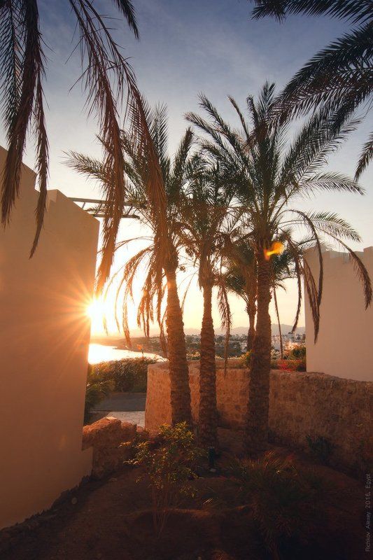 Египет, пальмы, свет, солнце, море, закат. вечер,  Пальмовый закатphoto preview