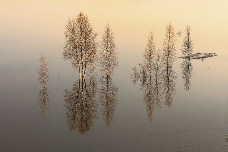 вечер, весна, разлив, вода, половодье, деревья, кусты, река, уйма, архангельск Разливphoto preview