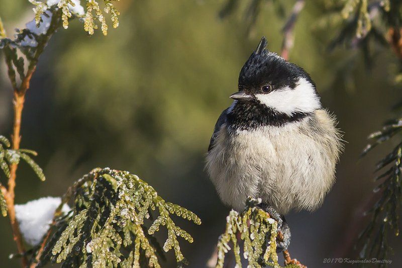 Московкаphoto preview