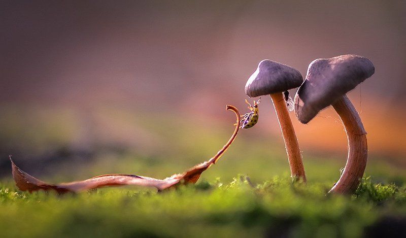 Игра в пряткиphoto preview