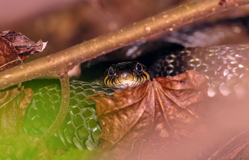 природа, уж, змея, животные, татарстан, россия, день, лето, июнь, nikon Среди листвы...photo preview