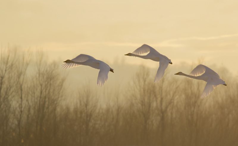 Закатphoto preview