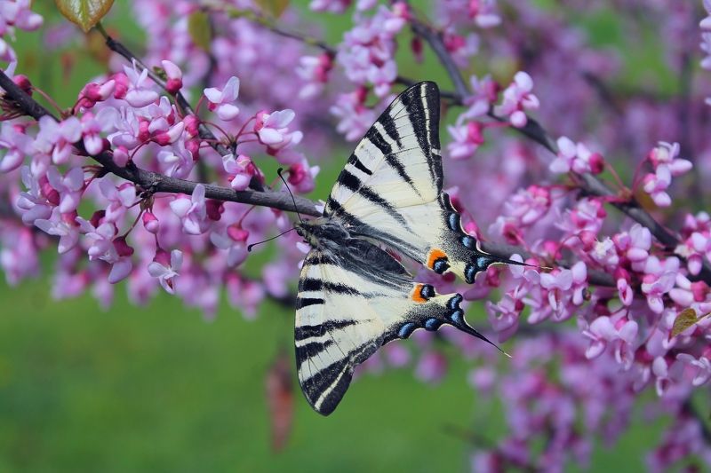 Подалирий.(лат. Iphiclides podalirius) photo preview