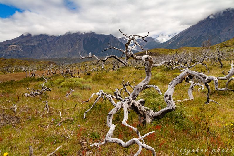 пейзаж, природа, путешествие, патагония, чили, южная америка, лес, горы, облака Сгоревший лесphoto preview