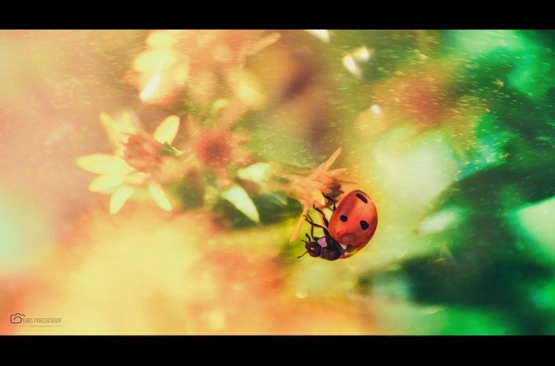 ladybug,nature,insects story about ladybugphoto preview