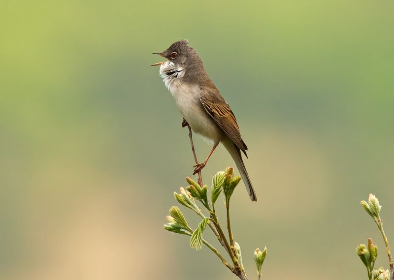 Common whitethroatphoto preview