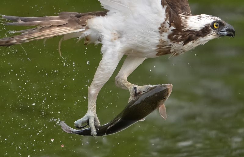 osprey, finland, dive, fish Osprey divephoto preview