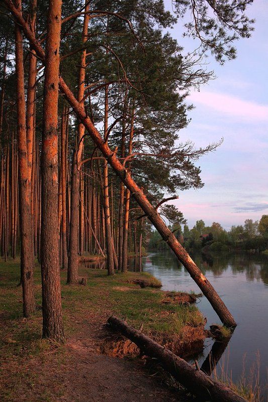 мещера, пра, май, вечер, сосны, река, берег, 5d Берег р.Пра, майский вечерphoto preview