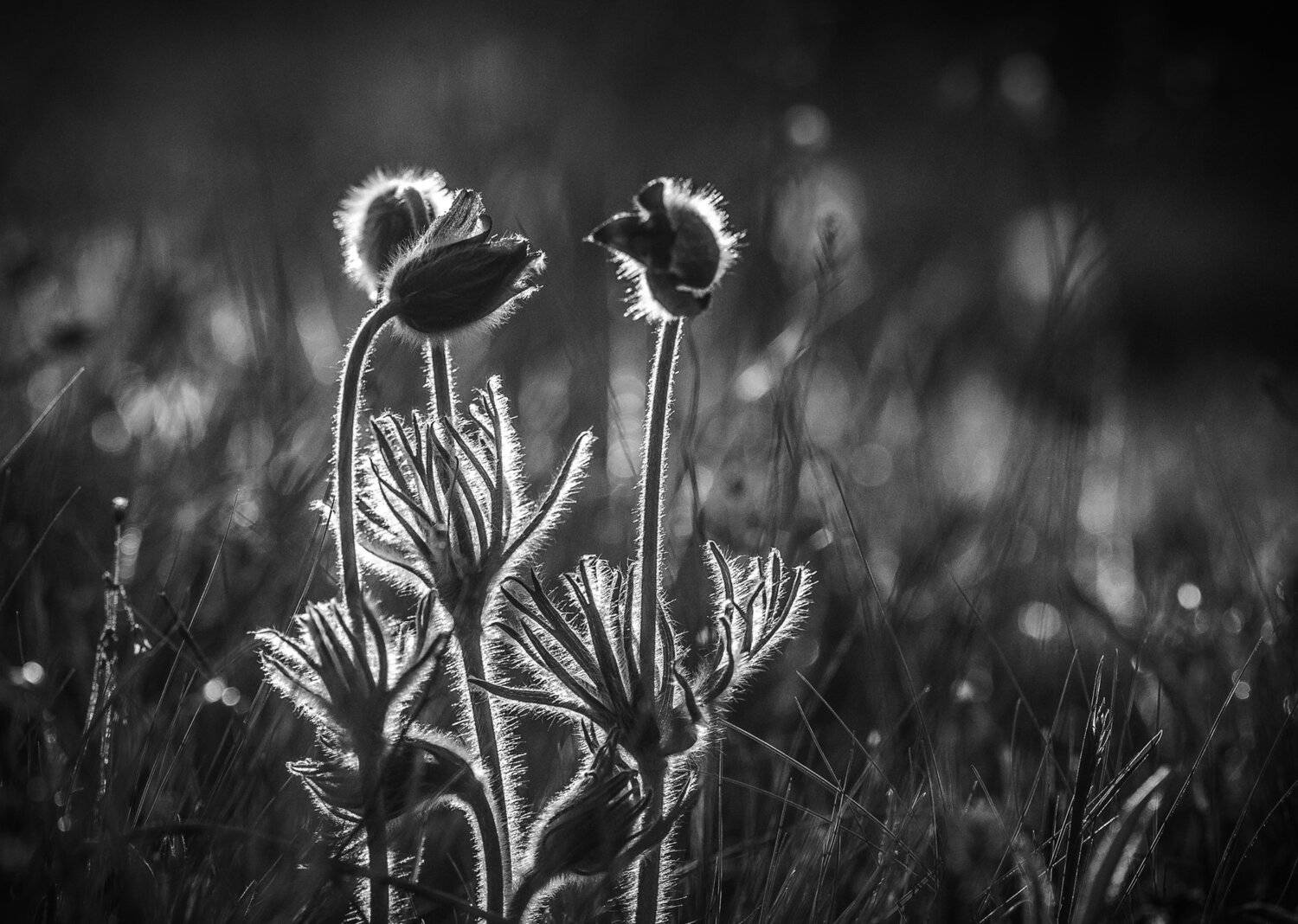 ...подружки.... Автор: Татьяна Аверина , Татьяна Аверина