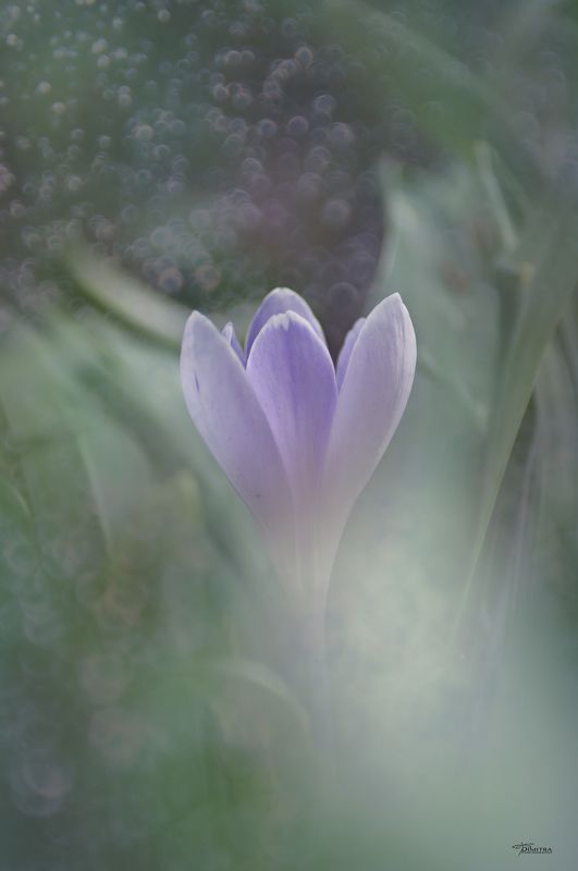 Шафраныphoto preview