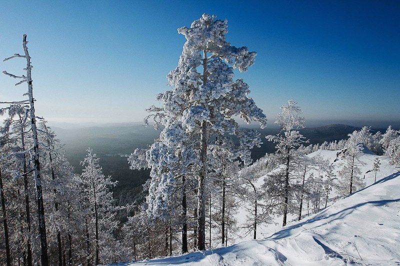 Зимний лесphoto preview