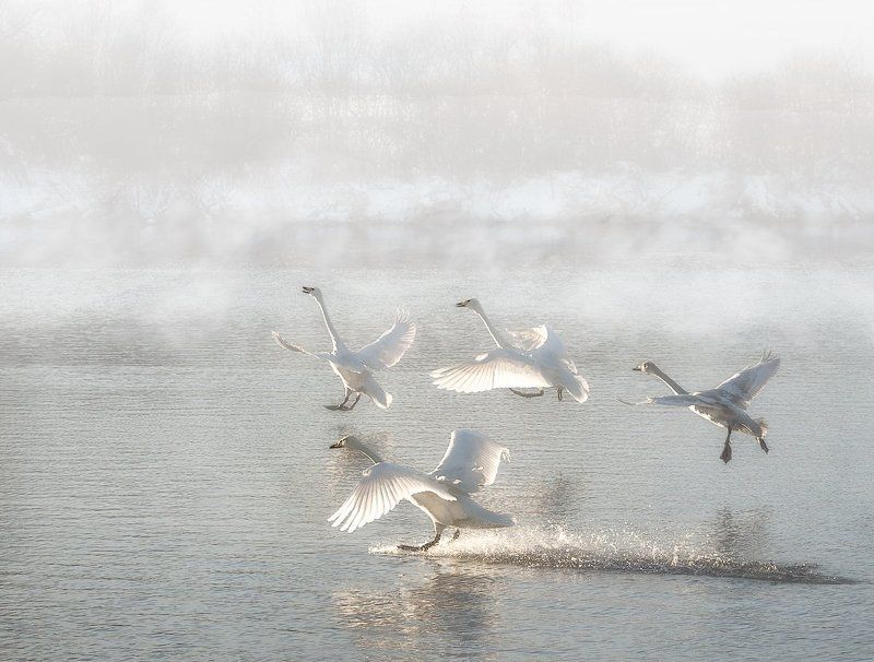 Лебеди, Рассвет,Озеро Мягкая посадкаphoto preview