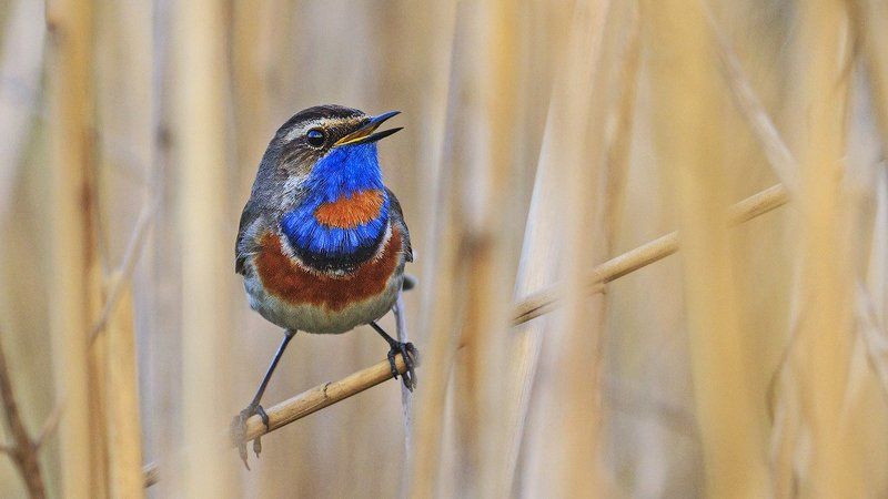 варакушка , bluethroat Откройте окна и наслаждайтесь тем , что вас окружает !photo preview